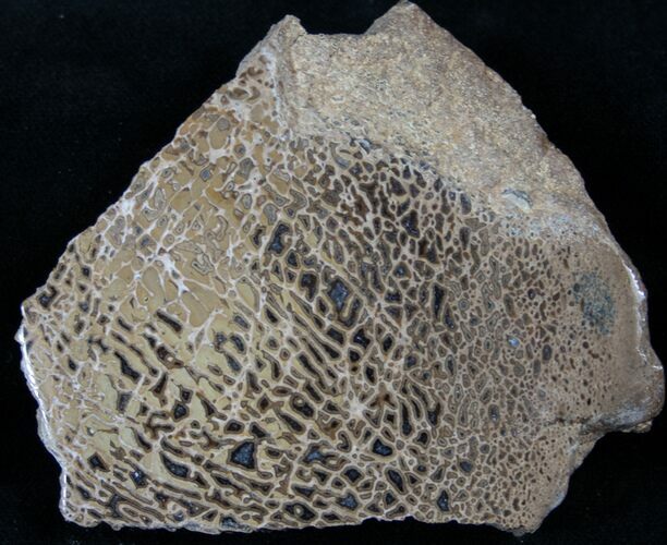 Polished Agatized Dinosaur Bone Section - #14385